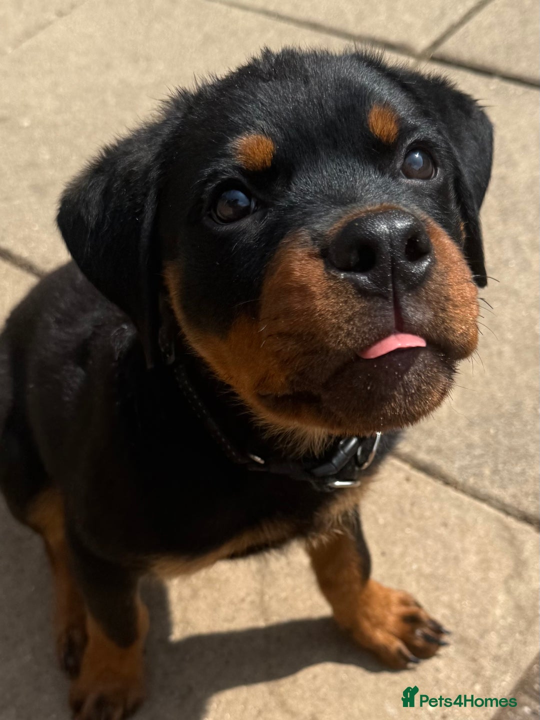 Rottweiler dogs for sale: Gorgeous Boy KC Rottweiler puppy - Image 10