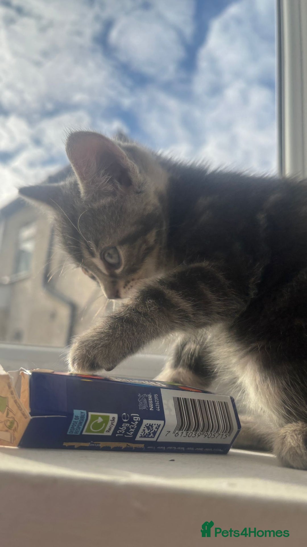 European cats for sale: Boy Cat - Image 2