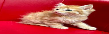 Ginger Fluffy boy