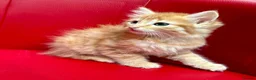 Mixed Breed cats for sale: Big Litter Big Love ❤️  - Advert 16