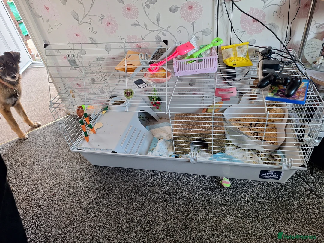 Mini Lop rabbits for sale: Pure mini lop little girl - Advert 4