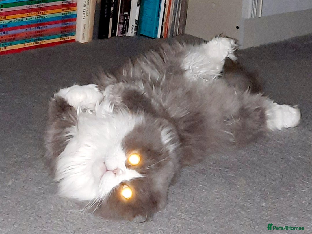 Scottish Fold cats for sale: TICA Registered: Scottish Fold Neutered Young Girl - Advert 12