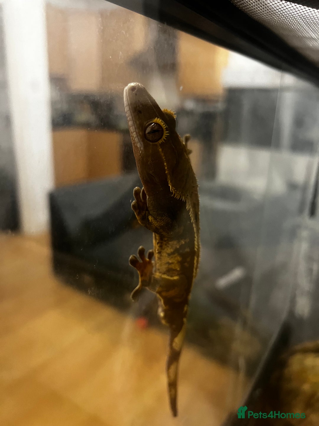 Gecko reptiles for sale: Breeding pair of crested geckos, enclosure & eggs - Advert 4