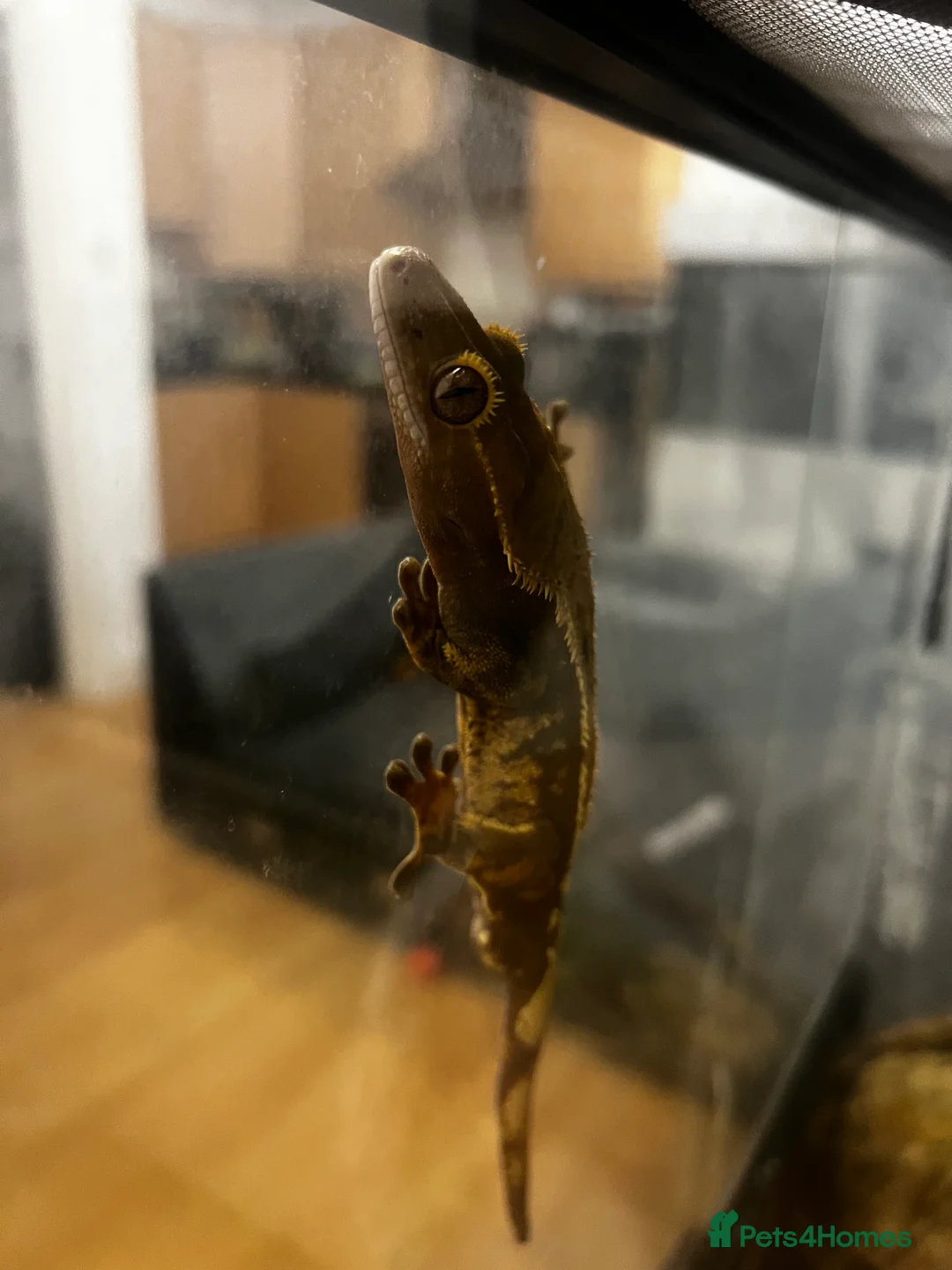 Gecko reptiles for sale: Breeding pair of crested geckos, enclosure & eggs - Advert 4