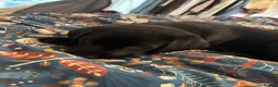 Labrador Retriever dogs for sale: Black Labrador pups, KC, dna tests, great scores - Advert 15