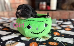 Cocker Spaniel dogs for sale: Pedigree Working Cocker Spaniel Puppies - Image 4