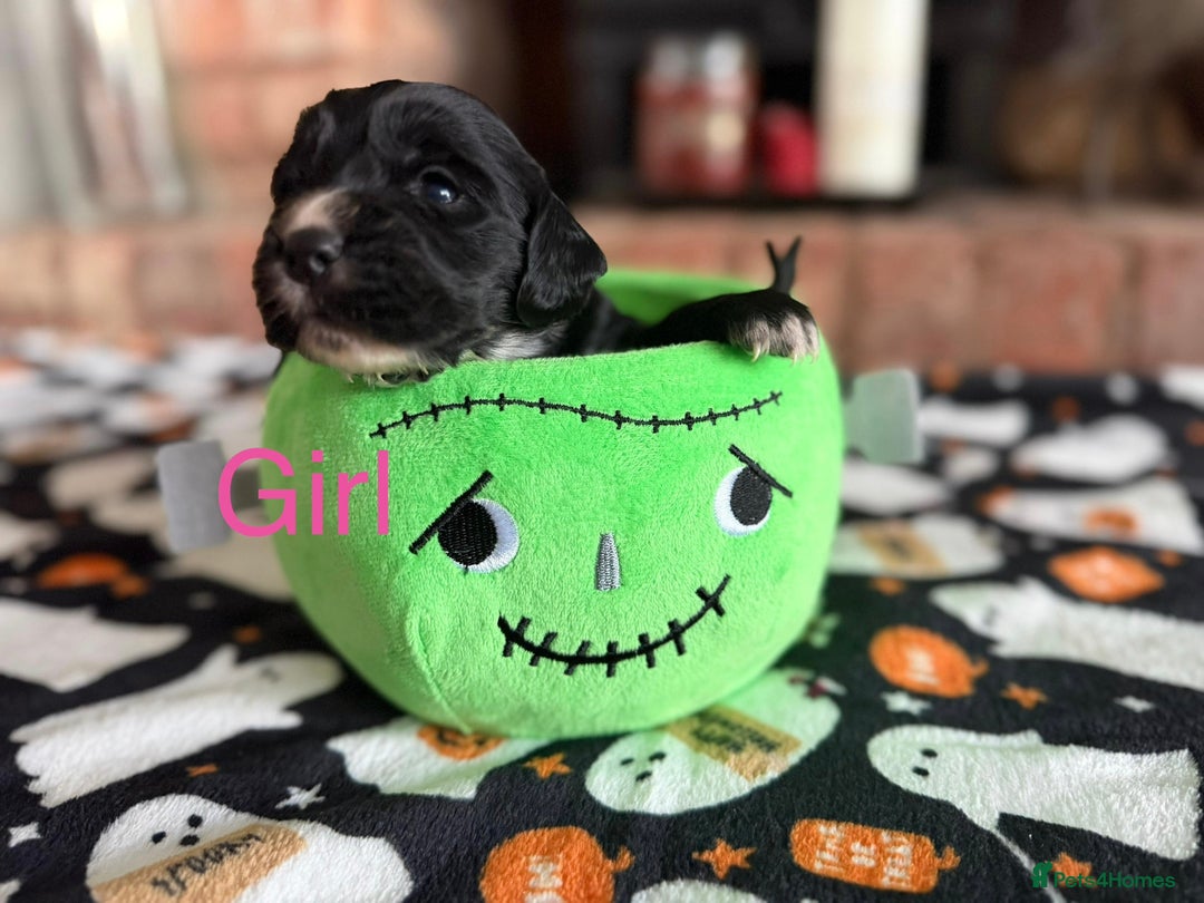 Cocker Spaniel dogs for sale: Pedigree Working Cocker Spaniel Puppies - Image 4