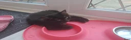 Mixed Breed cats for sale: 6 month old kitten - Advert 4