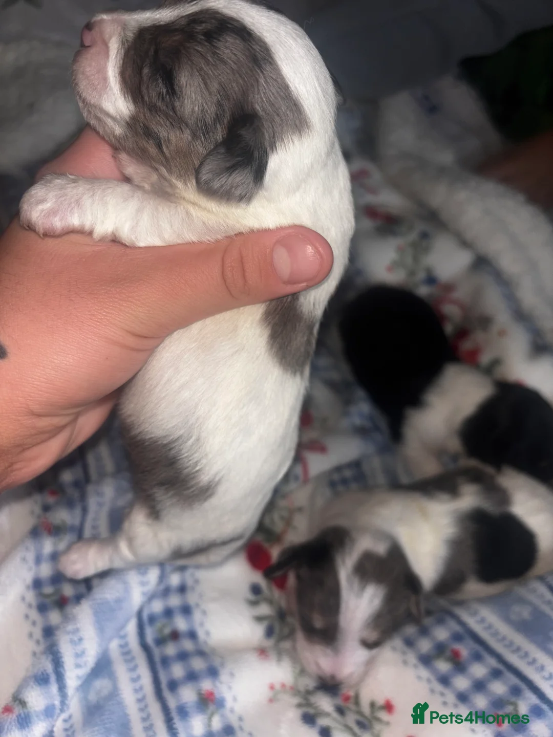 Mixed Breed dogs for sale: Terriers for new homes  - Advert 19