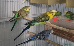 Budgerigars birds for sale: Blackface  - Advert 4