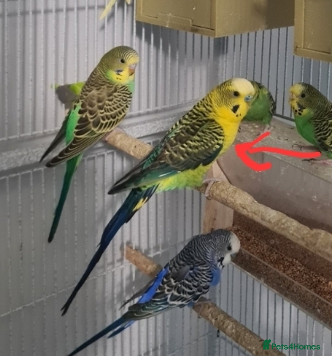 Budgerigars birds for sale: Blackface  - Advert 4