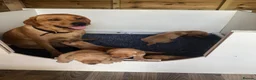Labrador Retriever dogs for sale: 6 adorable Labrador puppies 🐶🩷💙 - Advert 4