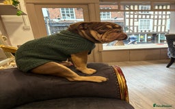 English Bulldog dogs for sale: Ralph  - Image 9