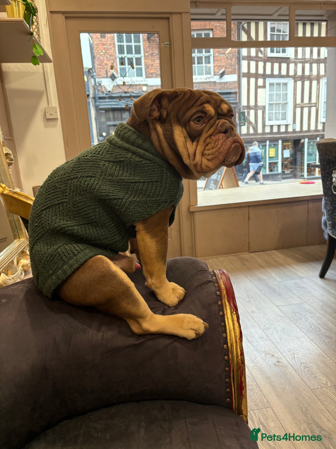 English Bulldog dogs for sale: Ralph  - Image 9