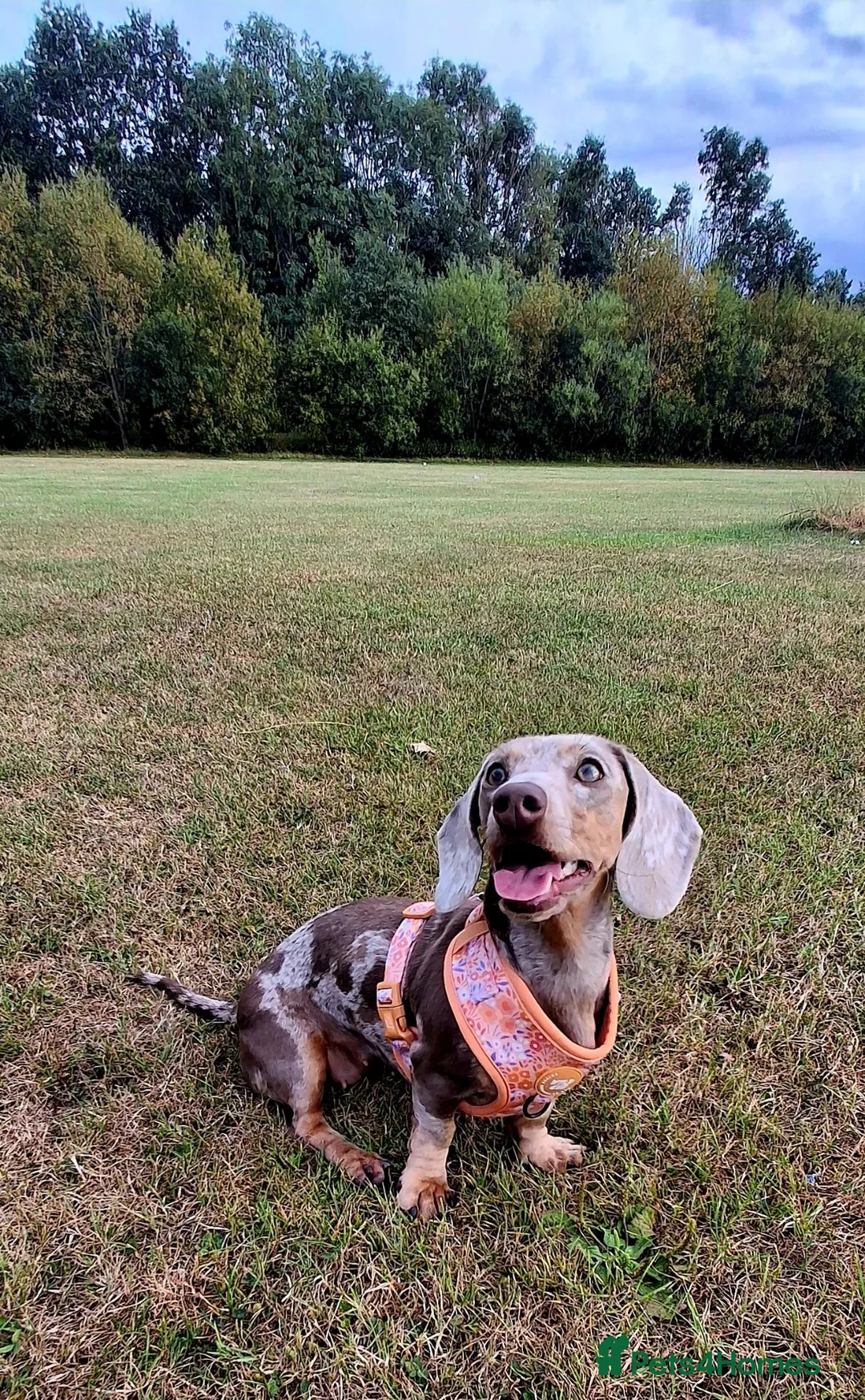 Dachshund dogs for sale: Female dachshund  in Washington - Advert 2
