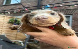 Miniature Dachshund dogs for sale: REDUCED Mini Isabella/tan Dachshunds  VACCINATED - Image 32