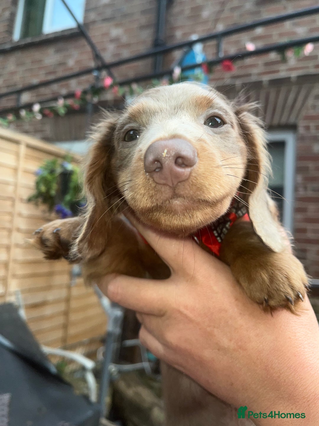 Miniature Dachshund dogs for sale: REDUCED Mini Isabella/tan Dachshunds  VACCINATED - Image 32