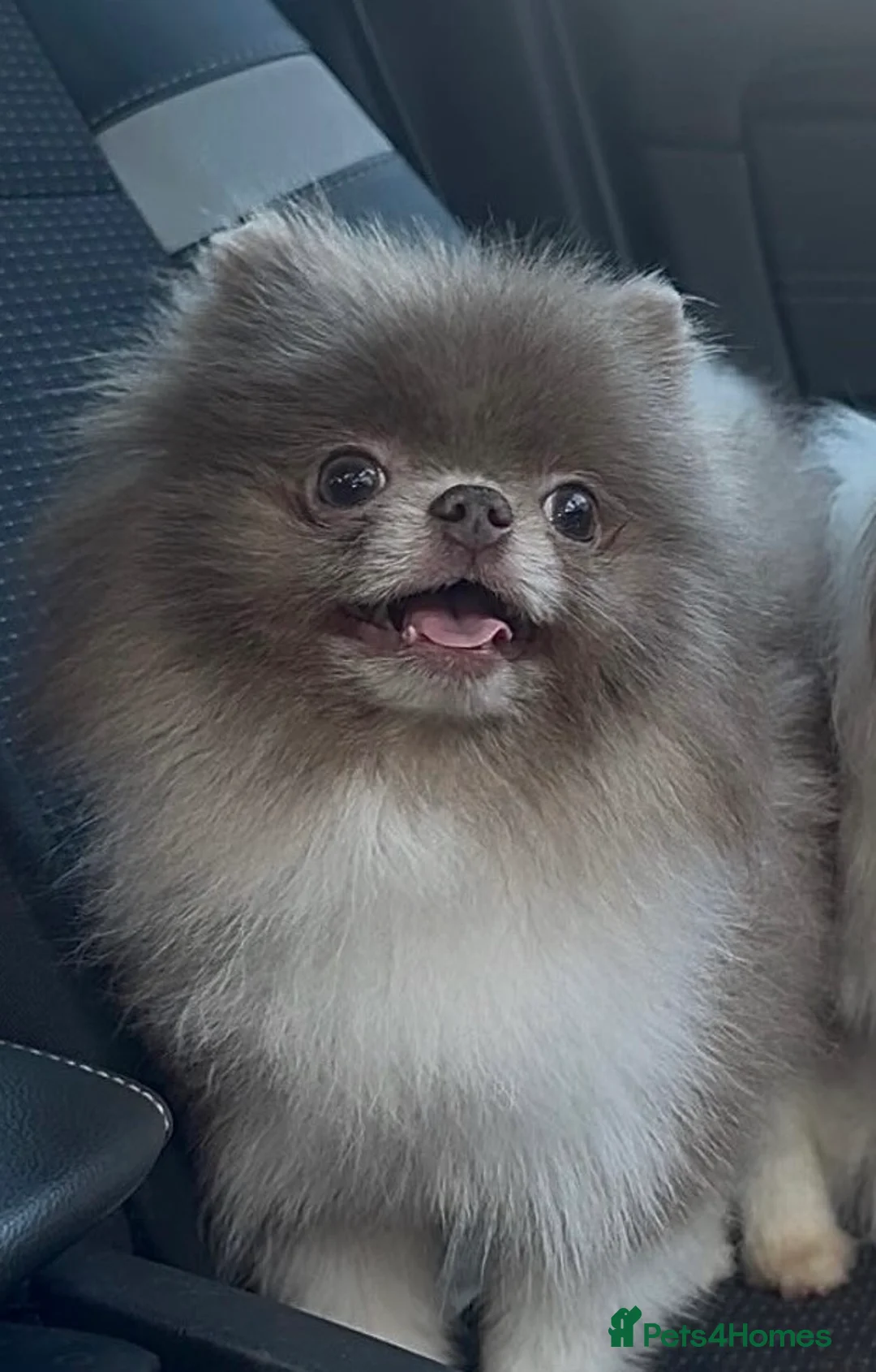 Pomeranian dogs for stud: Rare lilac parti 1.1kg Pomeranian stud  - Advert 1