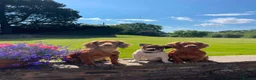 Cocker Spaniel dogs for sale: Pure Bred Red Cocker Spaniel Pups in Leominster - Advert 5
