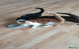 Domestic Shorthair cats for sale: 3 Loving Kittens Ready for Their New Home  - Image 1