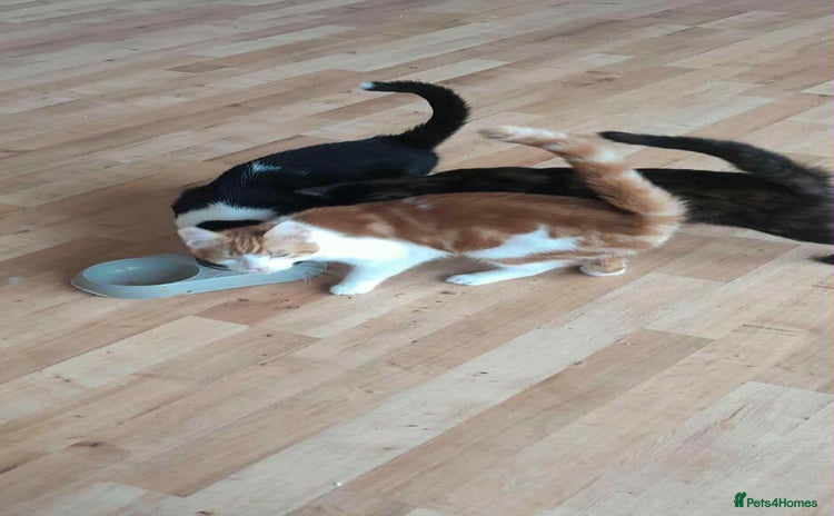 Domestic Shorthair cats - Advert 1