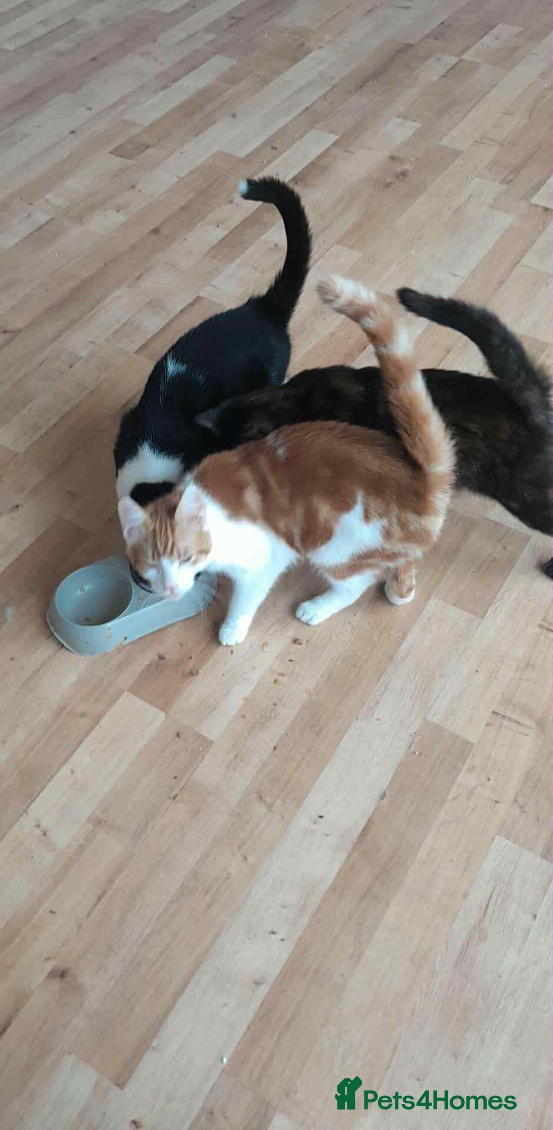 Domestic Shorthair cats for sale: 3 Loving Kittens Ready for Their New Home  - Image 1