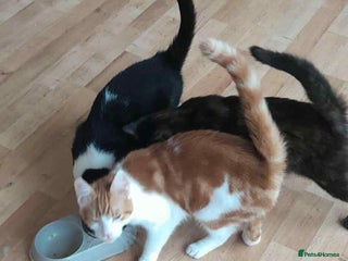 Domestic Shorthair cats - Advert 6