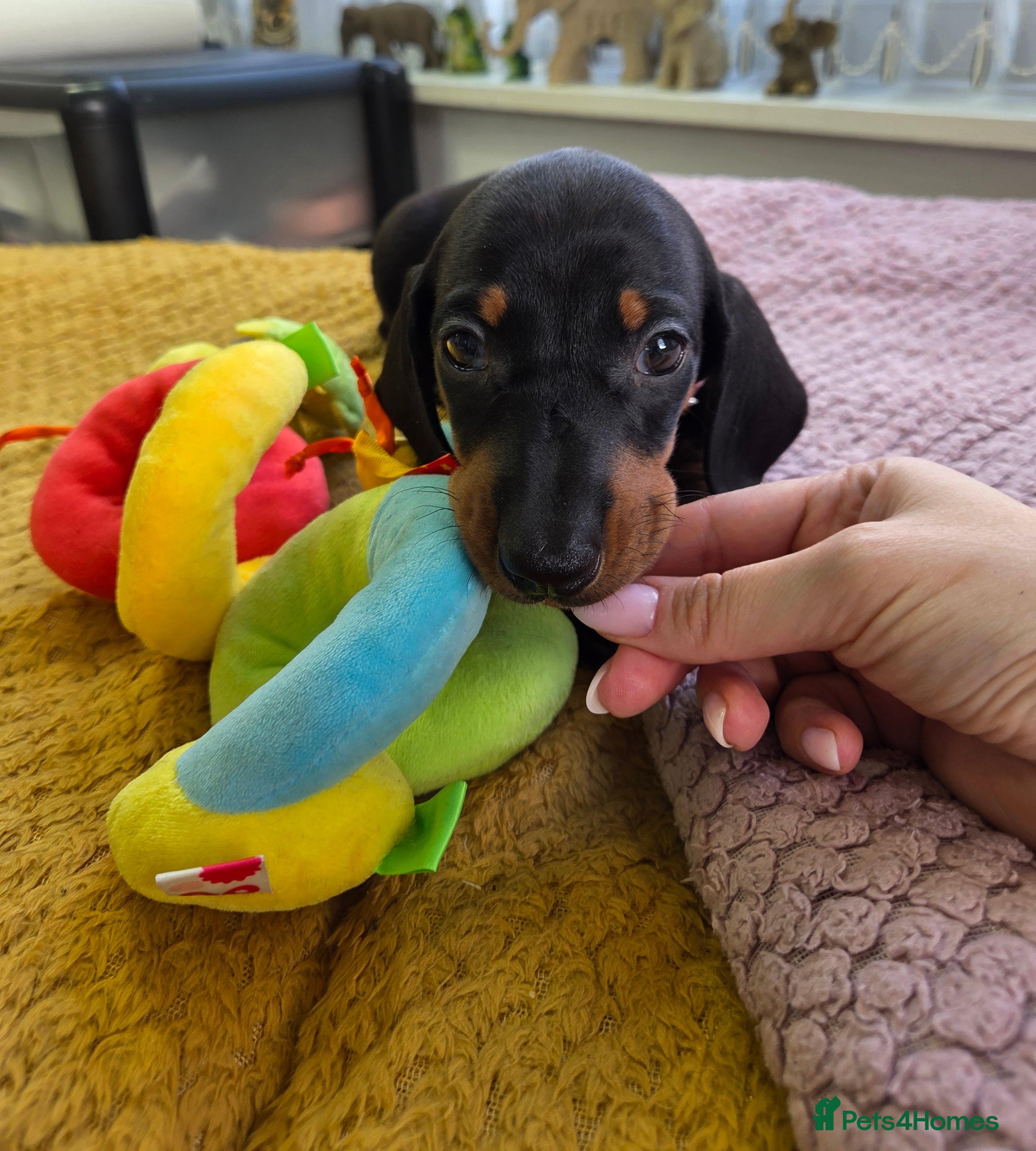 Dachshund dogs Kc Standard  dachshund puppies  - Advert 7