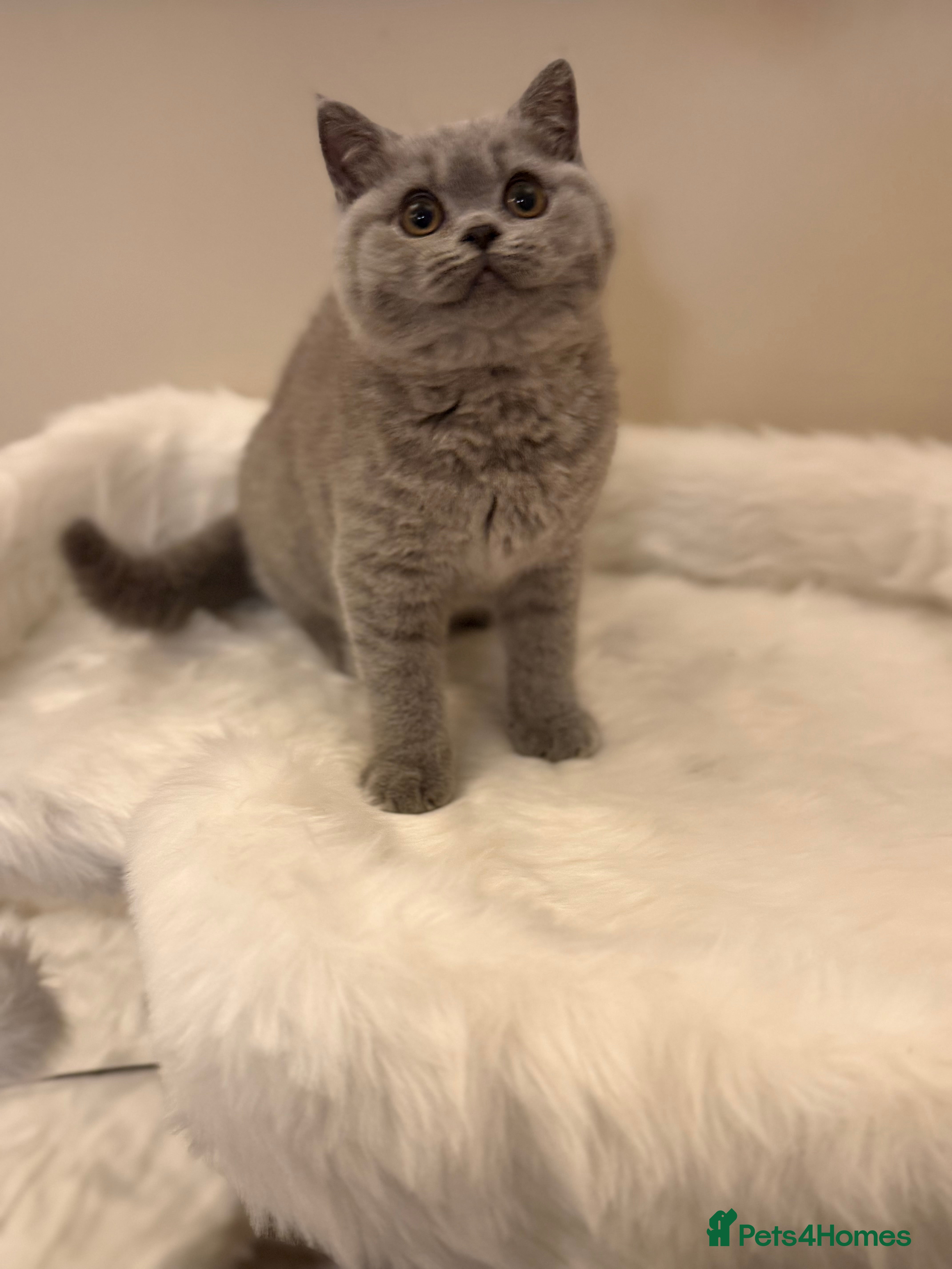British Shorthair cats Full Pedigree Registered BSH  - Advert 6