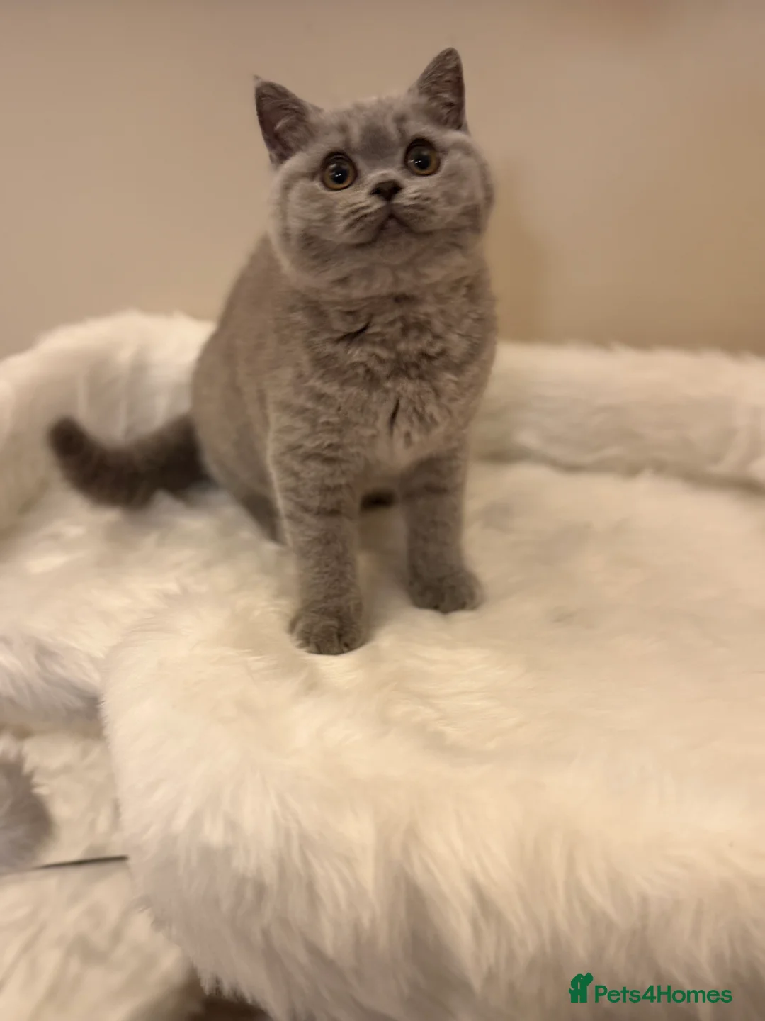 British Shorthair cats for sale: Full Pedigree Registered BSH  - Advert 1