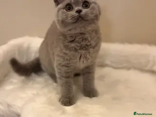 British Shorthair cats Full Pedigree Registered BSH - Advert 6