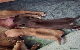 Chihuahua dogs for sale: EXCELLENT BLOODLINE SMOOTHCOAT CHIHUAHUA PUPPIES - Image 10