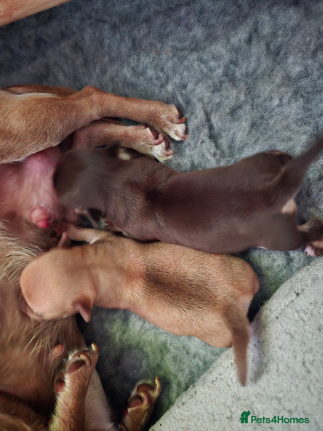 Chihuahua dogs for sale: EXCELLENT BLOODLINE SMOOTHCOAT CHIHUAHUA PUPPIES - Image 10