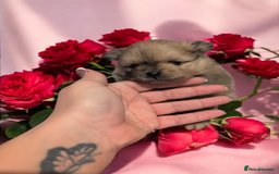 Pomeranian dogs for sale: Teddy Bear poms  - Advert 3