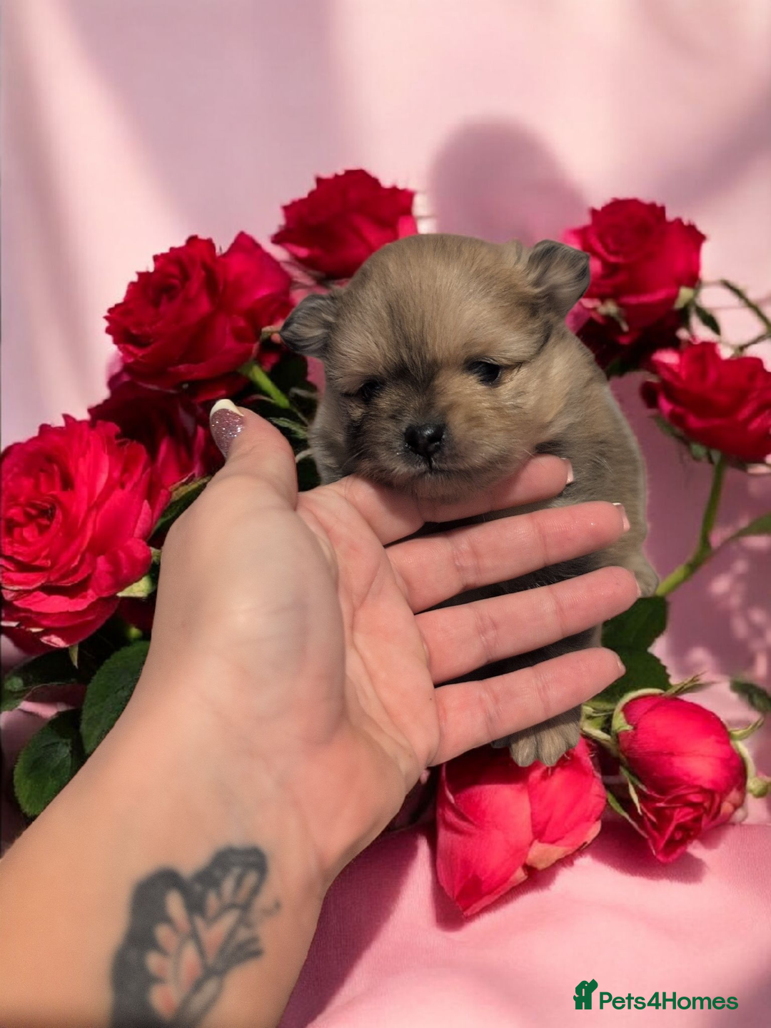 Pomeranian dogs for sale: Teddy Bear poms  - Advert 3