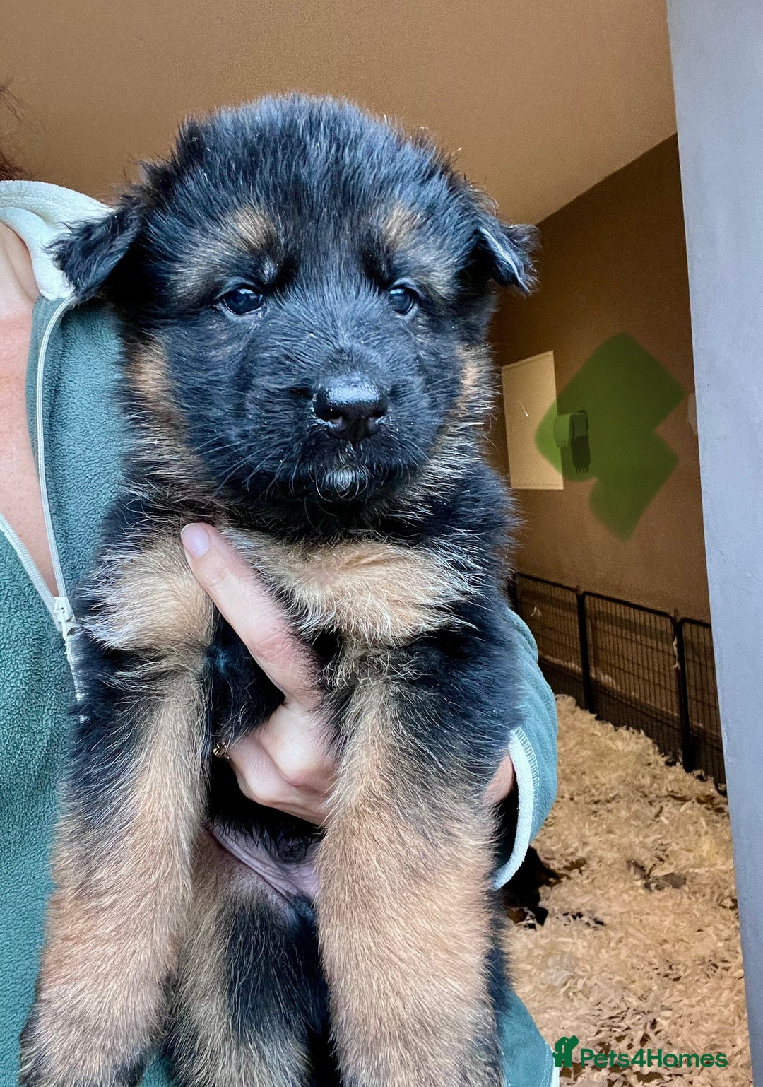 German Shepherd dogs for sale: Beautiful KC reg health tested puppies for sale - Image 5