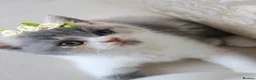 British Shorthair cats for sale: 😻 Unique BSH kittens with pedigree! ✨ - Advert 4