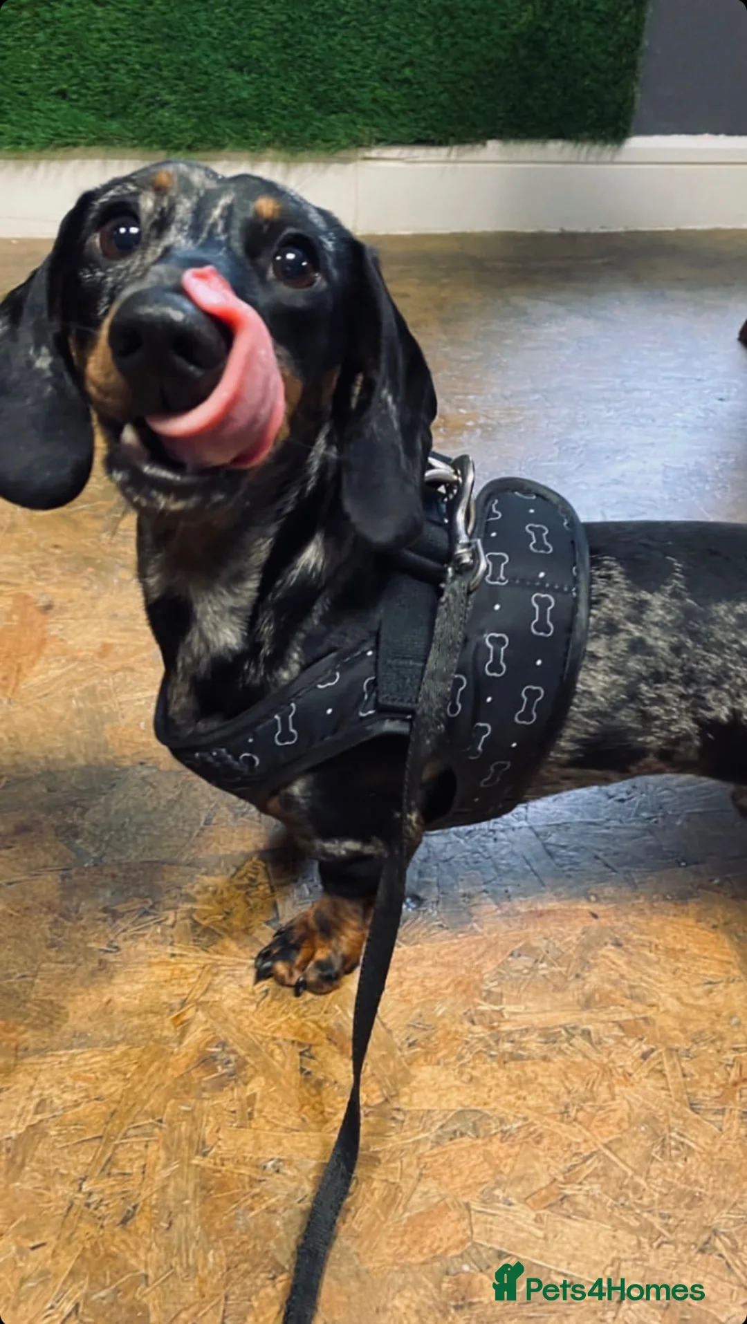 Miniature Dachshund dogs for stud: miniature dapple dachshund KC REGISTERED  - Advert 2