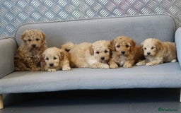Cavapoochon dogs for sale: Cavapoochon puppies for sale - Advert 11