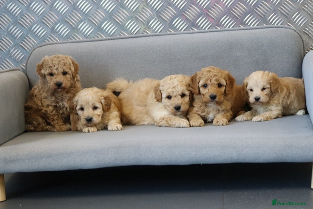 Cavapoochon dogs for sale: Cavapoochon puppies for sale - Advert 11