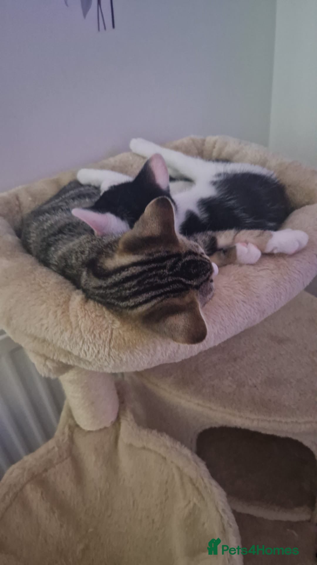 Mixed Breed cats for sale: Free beautiful grey tabby boy needs home  - Image 5