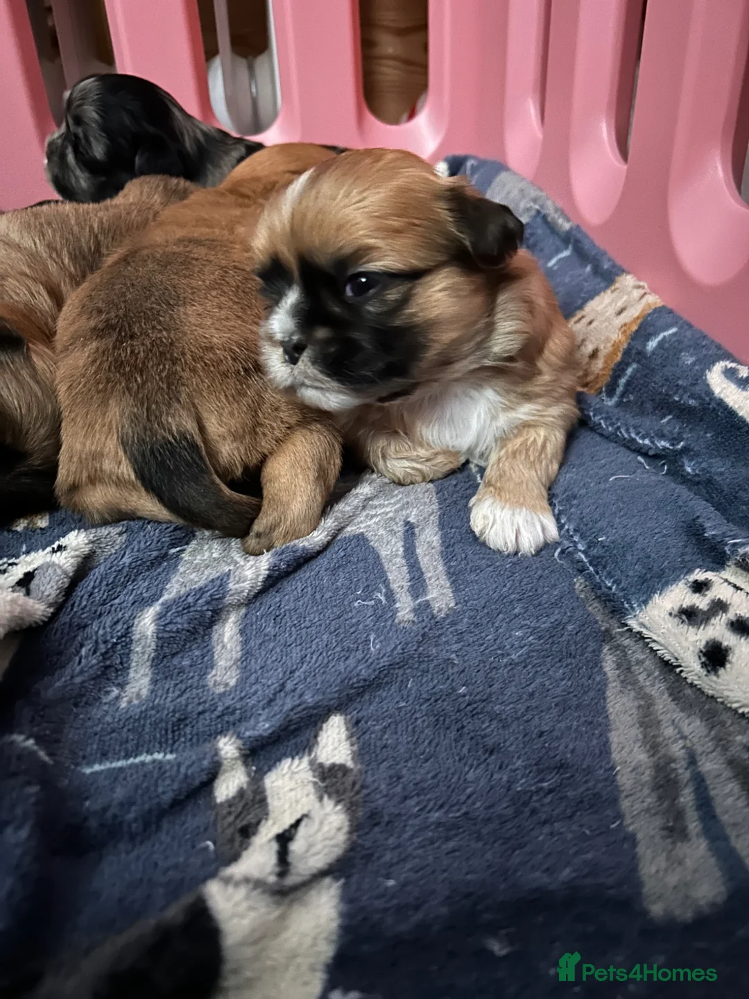 Shorkie dogs for sale: Beautiful tan white shitzhu cross little boy puppy - Advert 2