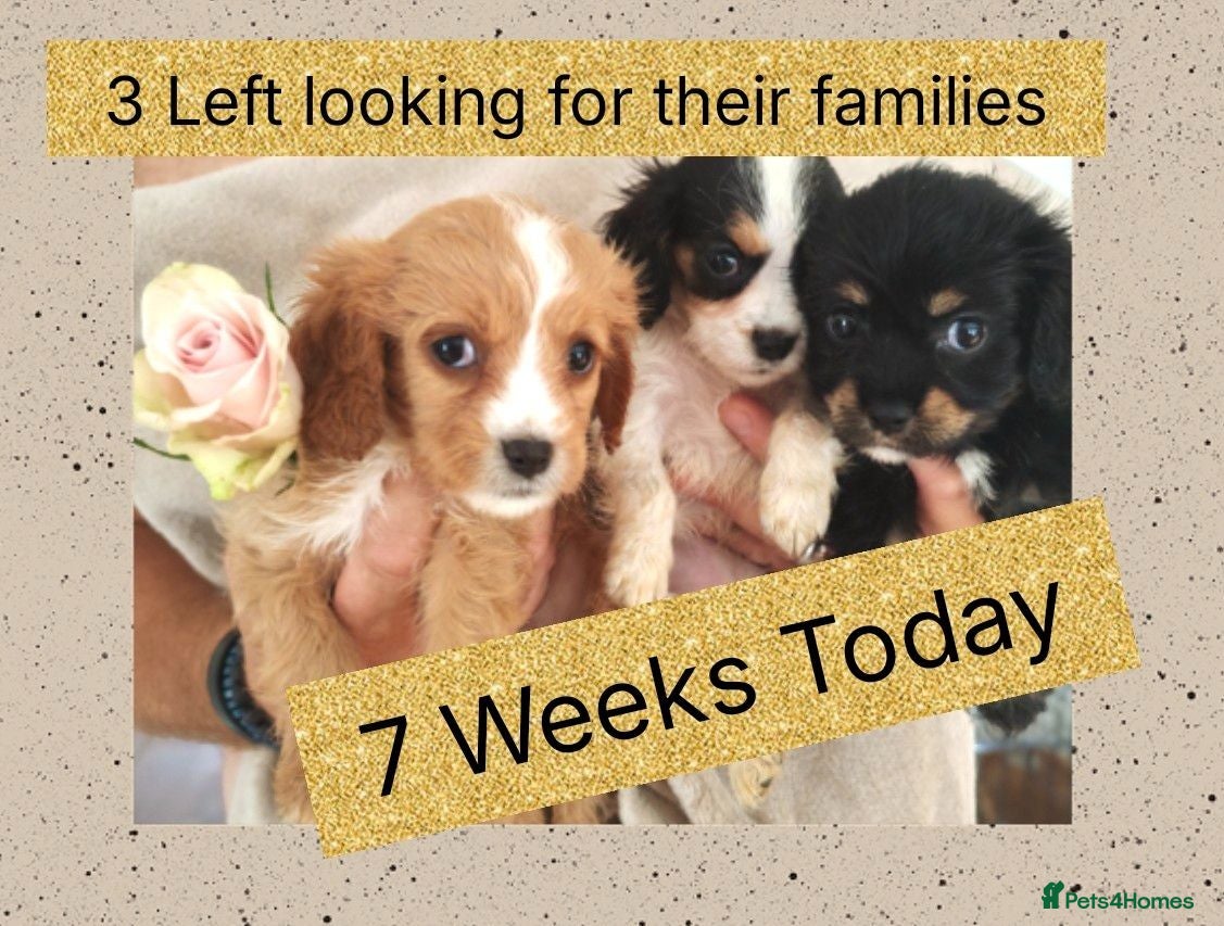 Mixed Breed dogs Beautiful Cavalier Mix Breed pups - Advert 1