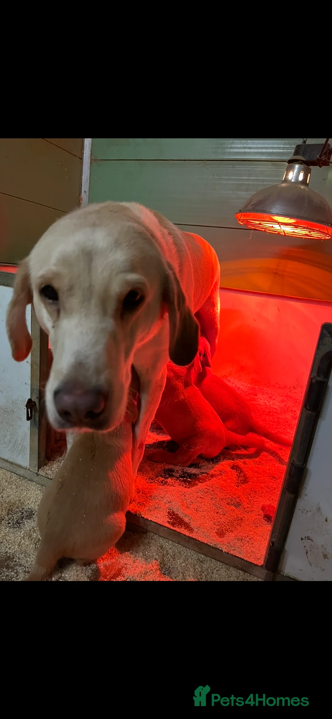 Labrador Retriever dogs for sale: Labrador Puppies - Advert 5