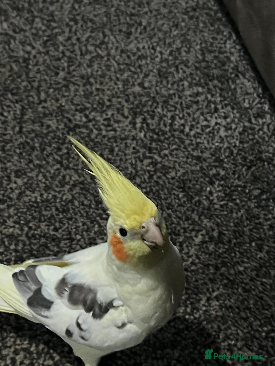 Cockatiels birds for sale: Breeding pair of birds  - Advert 12