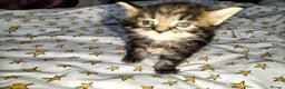 Maine Coon cats for sale: Maine coone kittens  - Advert 7