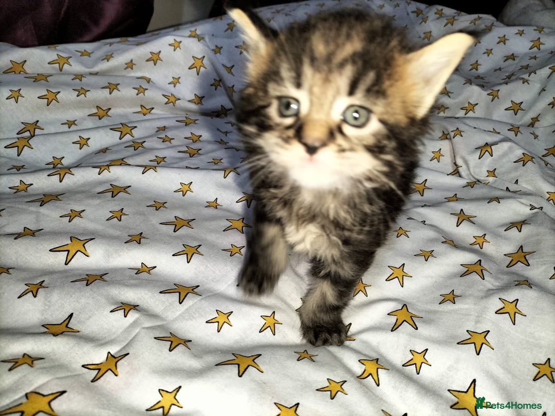 Maine Coon cats for sale: Maine coone kittens  - Advert 7
