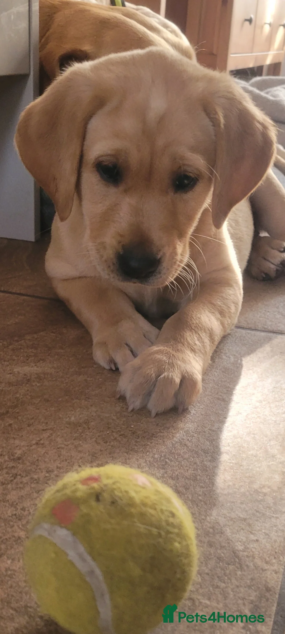 Labrador Retriever dogs for sale: Beautifully Labrador Puppies - Advert 9