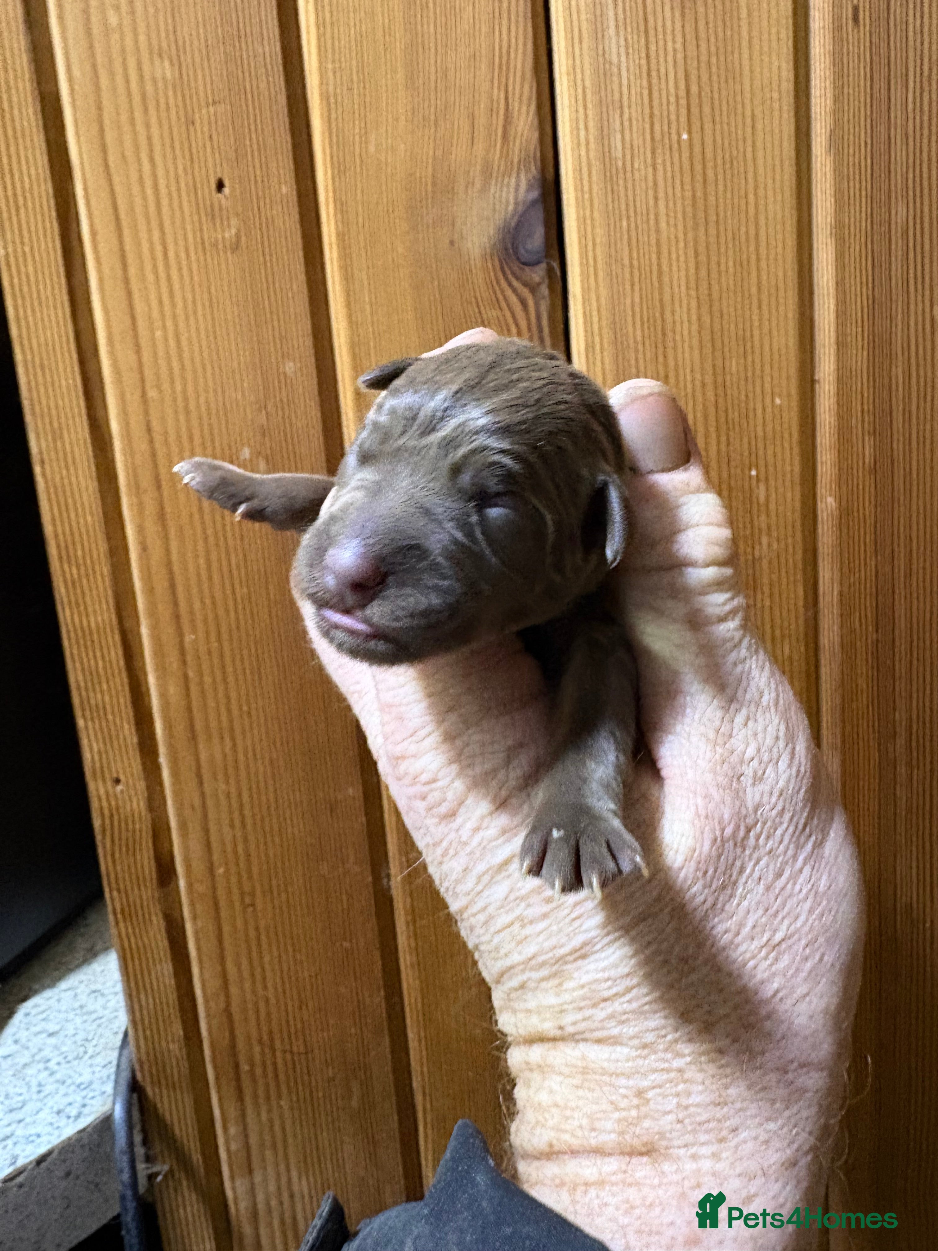 Patterdale Terrier dogs Quality Patterdale Pups - Advert 9