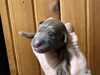 Patterdale Terrier dogs Quality Patterdale Pups - Advert 9